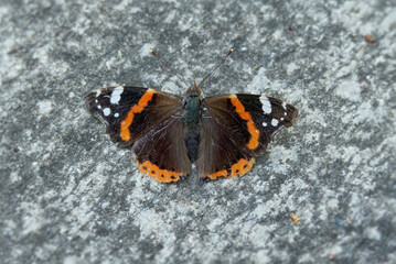 Red admiral butterfly (Vanessa Atalanta) sitting on stone path in Zurich, Switzerland