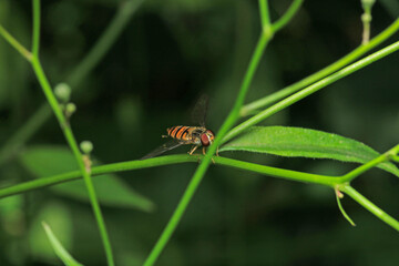 natural eupeodes flower fly photo