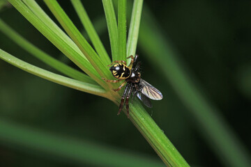 xysticus kochi spider macro photo