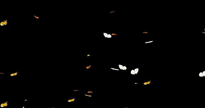 3D Group of Monarch butterflies, Small cabbage white flying on a black background, environment nature animation element, 4k Colorful Orange sulphur Butterflies Flying On Matte Background Animation