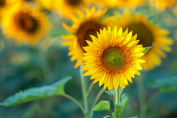 Field of Yellow Sunflowers Background