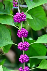 American beautyberry