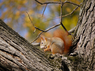 Fototapeta premium Close-up squirrel sits on a tree branch and eats a nut in the park in autumn
