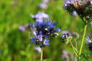 Blooming phacelia looks very attractive; its pale blue flowers form fluffy umbrellas. Their scent attracts insects and bees.