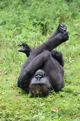Western Lowland Gorilla in natural habitat