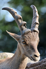 close-up portrait of Alpine Ibex animal