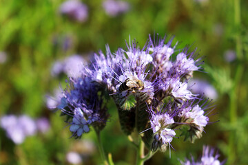 Obraz premium Blooming phacelia looks very attractive; its pale blue flowers form fluffy umbrellas. Their scent attracts insects and bees.