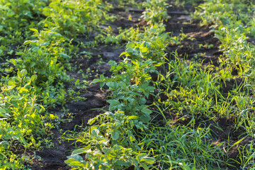 Unprocessed, unocidished, weed and grass covered potatoes plant. Young potato Growing in vegetable garden