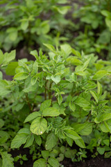 Young potato bushes on bed. Young potato plant growing on soil. Healthy young potato plant in organic garden