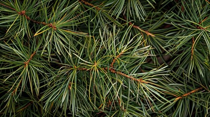Lush green pine needles arranged in a tranquil natural setting during the afternoon sunlight