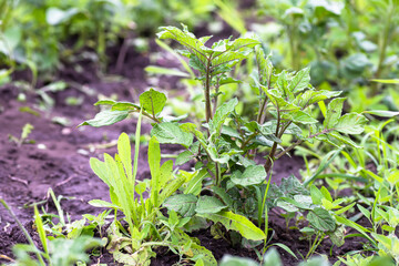 pulling weeds in garden. Not weeded potatoes on bed in summer.