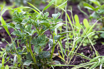 potatoes protection from Weeds in garden. Not weeded potatoes on bed in summer.