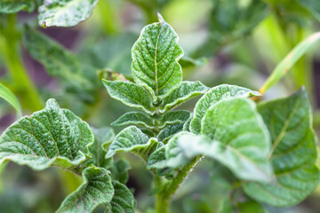 Young potato bushes on bed. Young potato plant growing on soil. Healthy young potato plant in organic garden