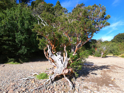 An arrayan tree on the coast of Lake Nahuel Huapi near the city of San Carlos de Bariloche
