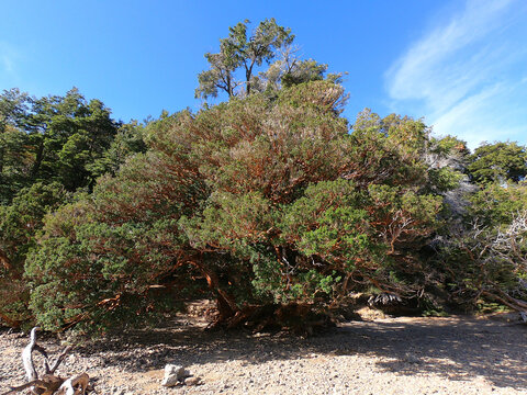 A big arrayan tree on the coast of Lake Nahuel Huapi near the city of San Carlos de Bariloche