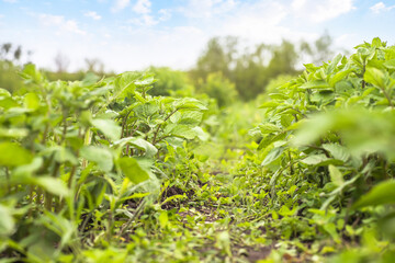 Young potato bushes against sky. Growing organic vegetables on bed without use of chemicals and nitrates. Natural agriculture