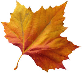 Maple leaf in yellow, orange and red autumn colors, isolated image on transparent background