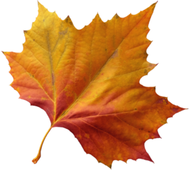 Maple leaf in yellow, orange and red autumn colors, isolated image on transparent background