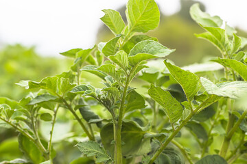 Young potato bushes against sky. Growing organic vegetables on bed without use of chemicals and nitrates. Natural agriculture