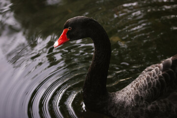 Beautiful black swan with red beak floats on dark water in pond, river. Symbol of wisdom, awakening the power of self, grace, inner beauty, innocence.