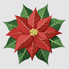 Big red poinsettia flower with green leaves isolated on white background. One of the symbols of Christmas or New Year. Traditional holiday design element. Flat vector illustration