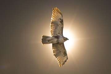 太陽を背に飛翔するノスリ