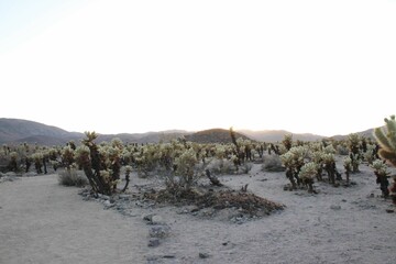 Joshua Trees