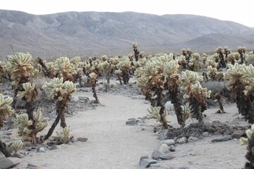 Joshua Trees