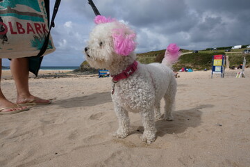 Pink and Blue Toy Poodles Harlyn Bay Cornwall UK