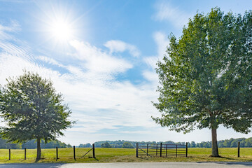 A pasture gate flanked by two trees with a blue sky, clouds, and sun. 