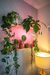 Indoor plants under phytolamps on wooden shelf at home, making up for lack of real daylight and...