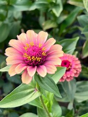 Obraz premium Sunburst Zinnia