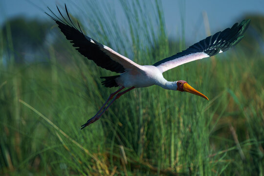Yellow-billed stork seen along the Chobe river, Botswana