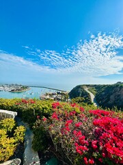 Vibrant flowers on cliff overlooking beach