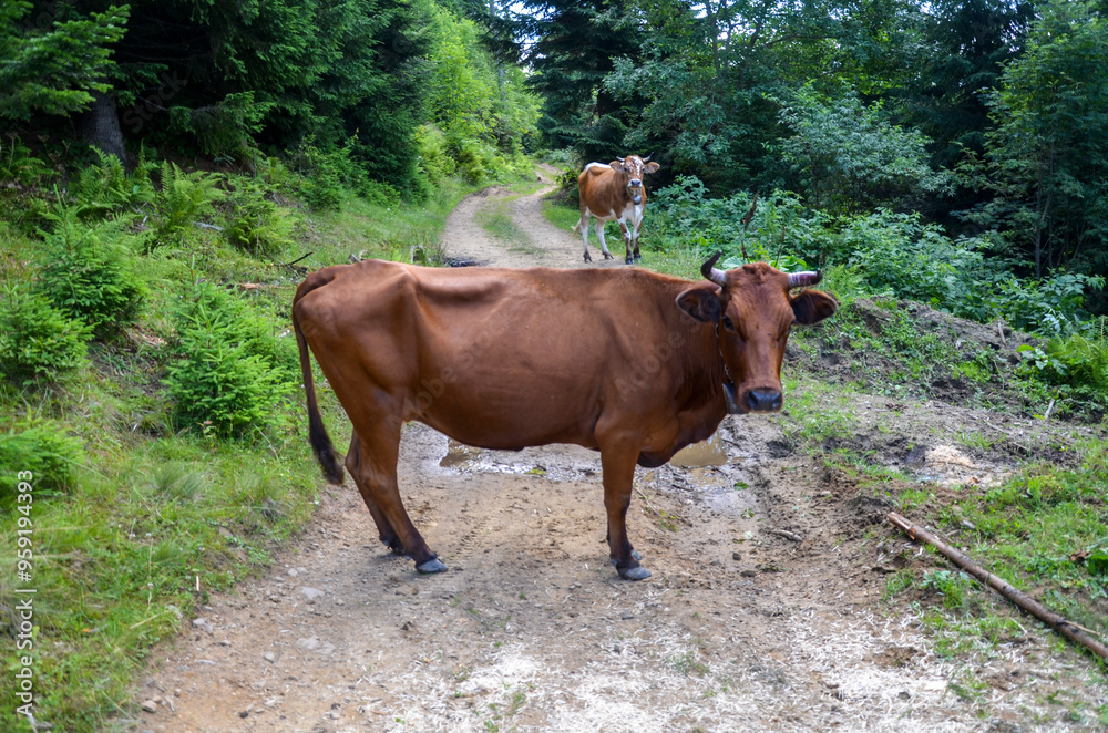 Wall mural two brown cows standing on a dirt road surrounded by lush greenery and looking at camera