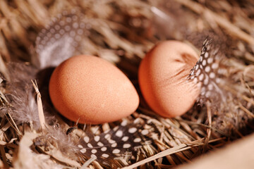 Two brown guinea fowl eggs lie on the straw, next to the feathers