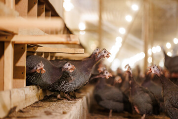 A group of guinea fowls on a poultry farm pecking at a feeder. Growing guinea fowls on a poultry...