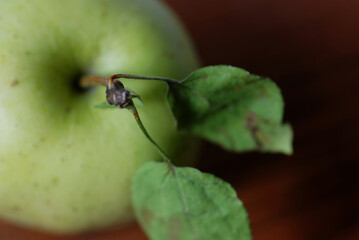 Apple, green closeup