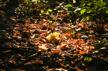 Yellowed leaves on the forest floor. Autumn on the mountain.