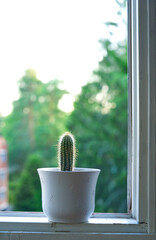 A pot of cactus on the windowsill, indoor potted plant, close-up
