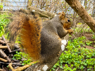Squirrel Tail on Wisteria 02