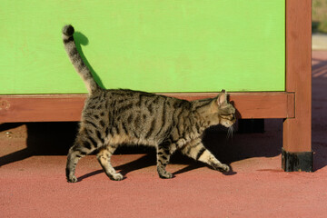 Street cat of Istanbul city.