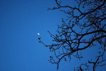 moon and tree branches against the sky