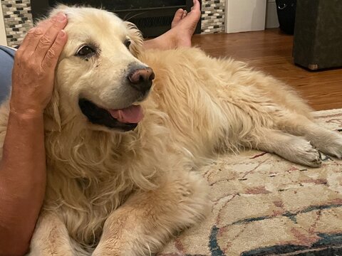golden retriever dog fireplace