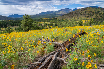 Blooming sunflowers in the Northern Arizona mountains, America, USA.