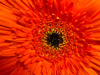 Gerbera Daisy Orange Petal 04