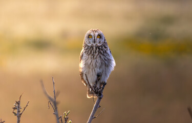 Short-eared owl perched on a small tree backlit by morning sun