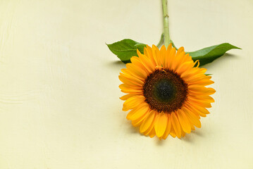 Beautiful sunflower on light green background