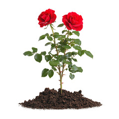 Beautiful red rose bush with green leaves and soil garden plant blooming flowers floral nature gift idea home decoration,
