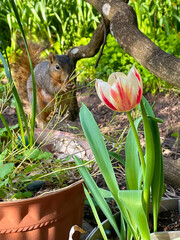 Tulip and Squirrel 03